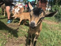 Iowa Goat Yoga August 28th 9:30-10:30am