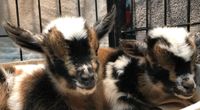 Iowa Goat Yoga May 8th 11:00am-12:00pm Session