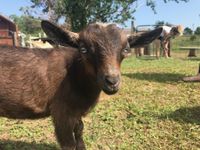 Iowa Goat Yoga July 10th 9:30am-10:30am