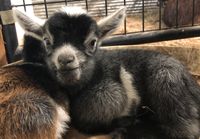 Iowa Goat Yoga May 22nd 11:00am-12:00pm Session