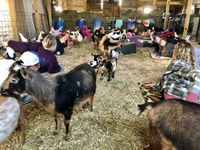 Iowa Goat Yoga July 16th 9:30-10:30am