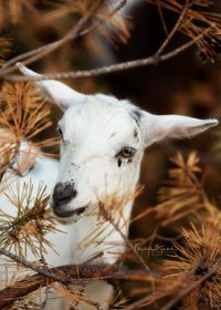 Iowa Goat Yoga Sunday October 3rd 10:00-11:00am