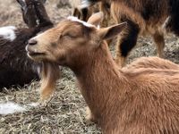 Iowa Goat Yoga May 1rst 9:30am-10:30am Session
