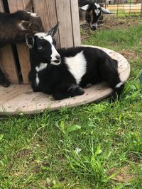 Iowa Goat Yoga July 10th 11-12pm