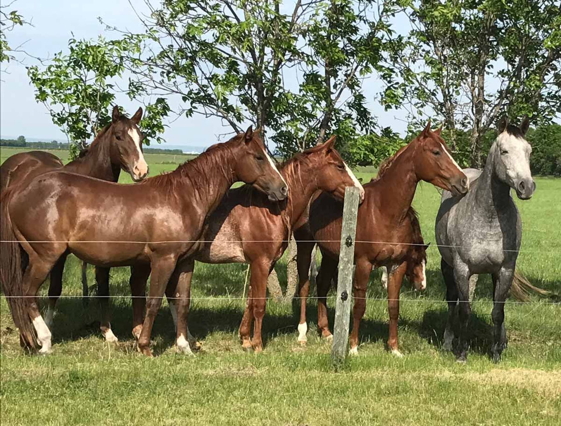 Rocking R Ranch Texas ROCKING R RANCH - R R Smooth Freckles