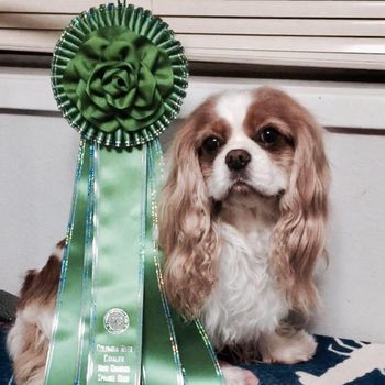 Opal with her Best Veteran ribbon
