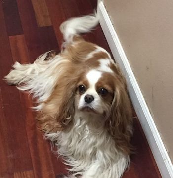 Opal on her 7th birthday
