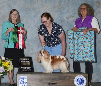 Opal, BOS in Specialty from the Veteran class at age 12 over 39 bitches!

