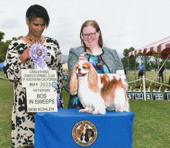 Best Opposite Sex Veteran Sweeps under judge Danna Robinson-Saathoff, CKCSCSC May 2023
