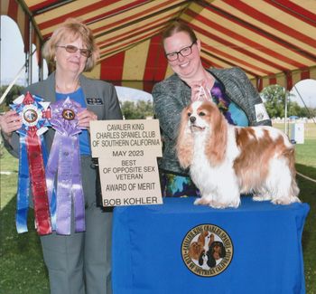 Best Opposite Sex Veteran AND an AOM under judge Mary Hanus at the CKCSCSC, May 2023.
