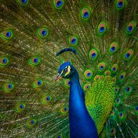 Not About Me by Mussar Blues