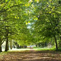 Wholeness and Peace by Mussar Blues