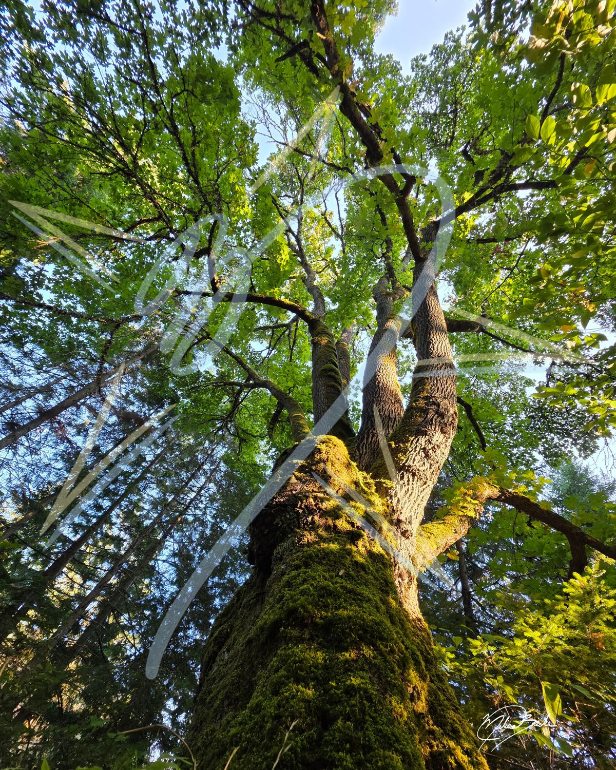 Big Leaf Maple (Acer macrophyllum), 2026