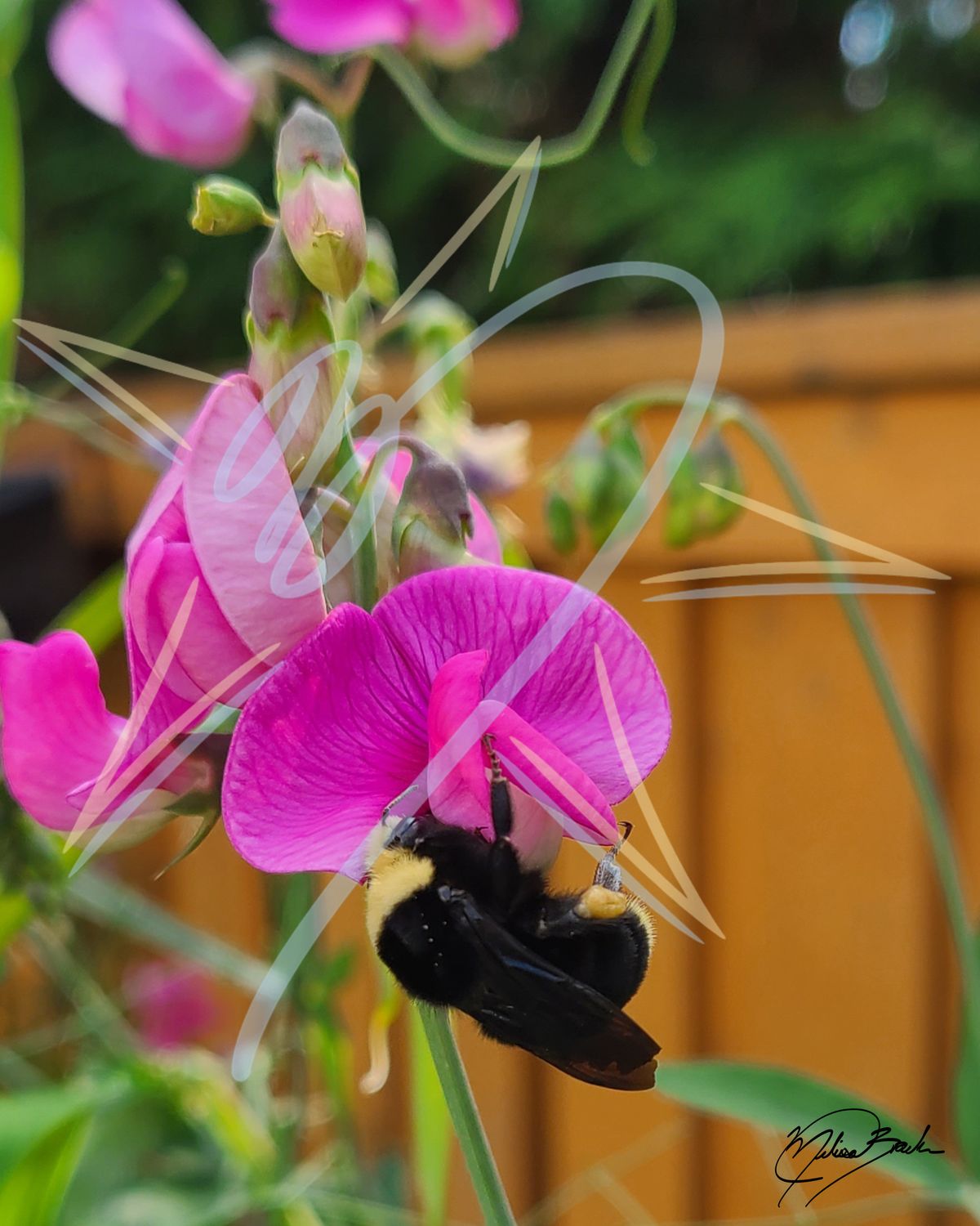 Yellow Faced Bumblebee Queen (Bombus vosnesenskii) on Sweet pea (Lathyrus odoratus), 2026
