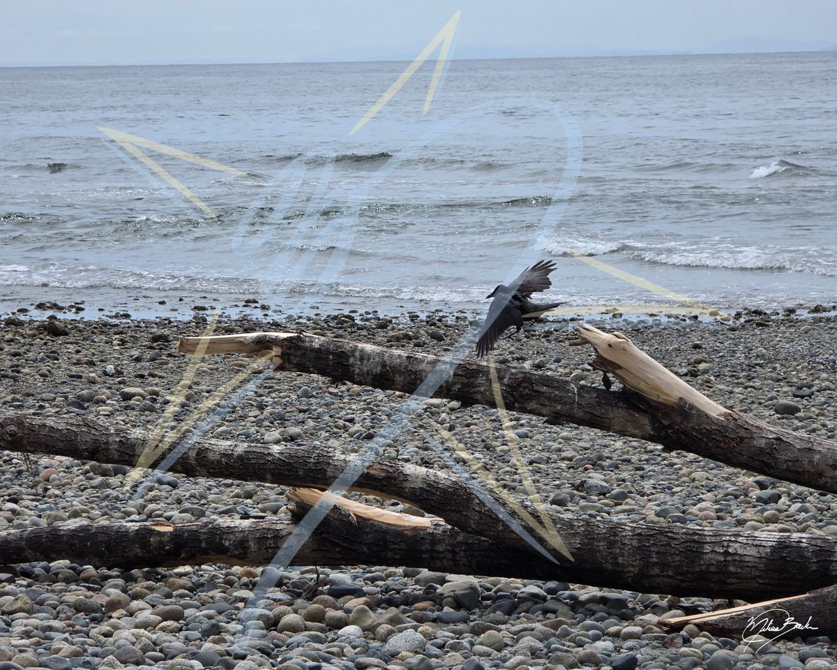 Crow (Corvus brachyrhynchos) in Gibsons, BC, 2026