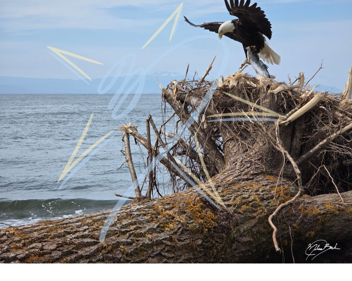 Tagged Bald Eagle (Haliaeetus leucocephalus) and Salmon, 2026