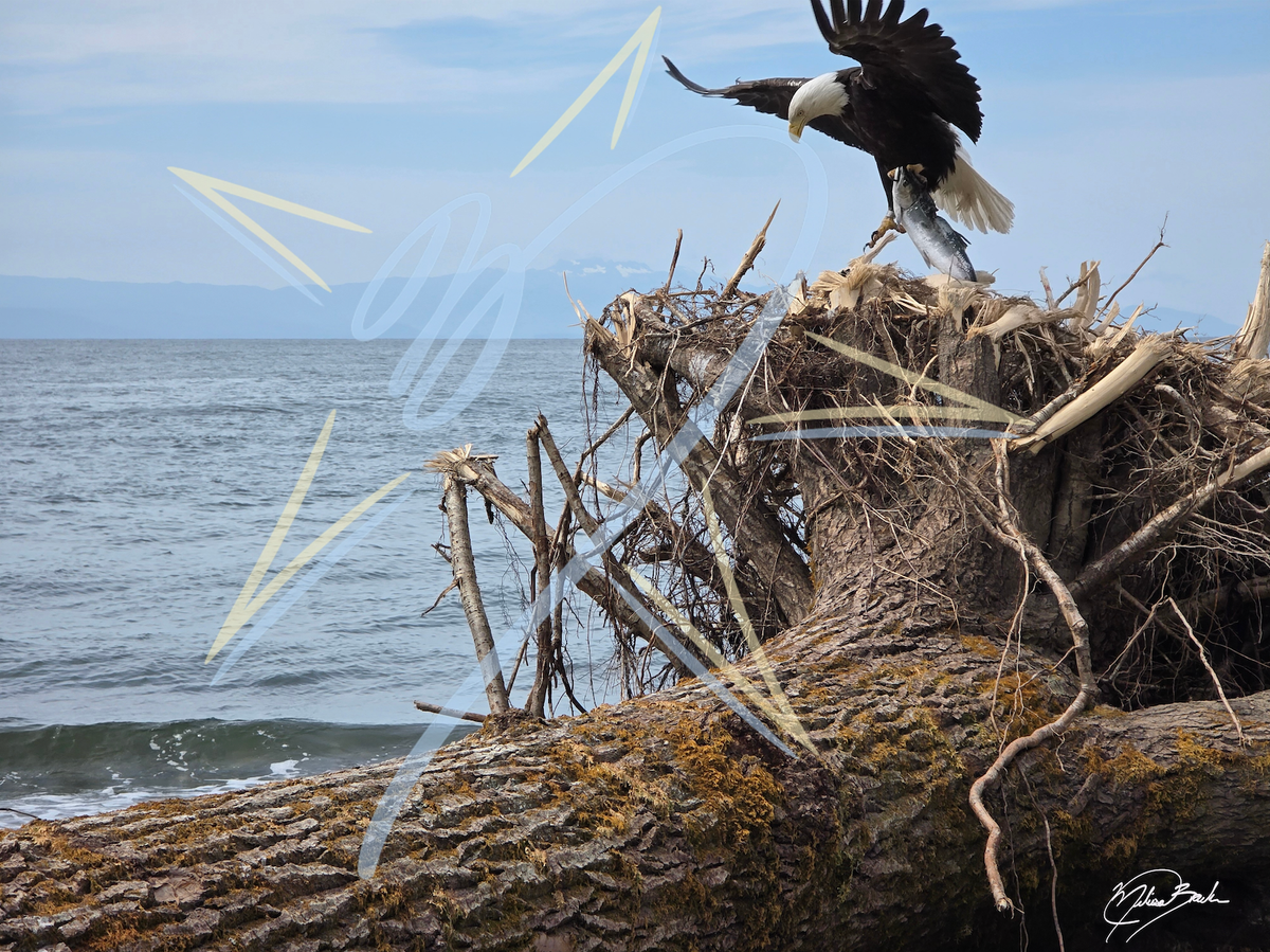 Tagged Bald Eagle (Haliaeetus leucocephalus) and Salmon, 2026