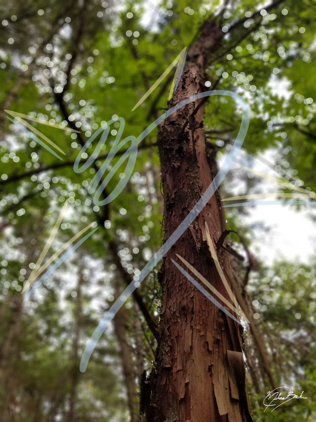 Arbutus (Arbutus menziesii), 2026