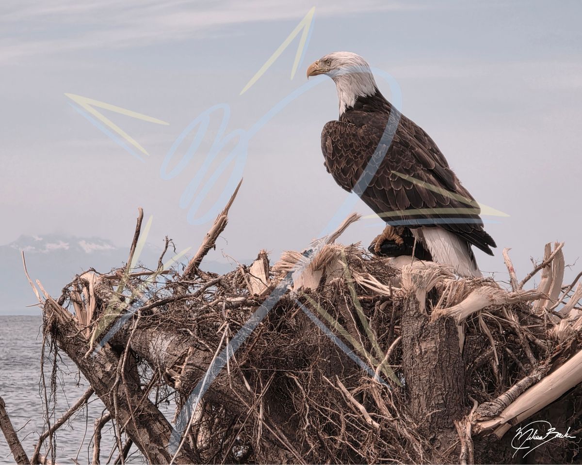Bald Eagle (Haliaeetus leucocephalus) in Gibsons, BC, 2026