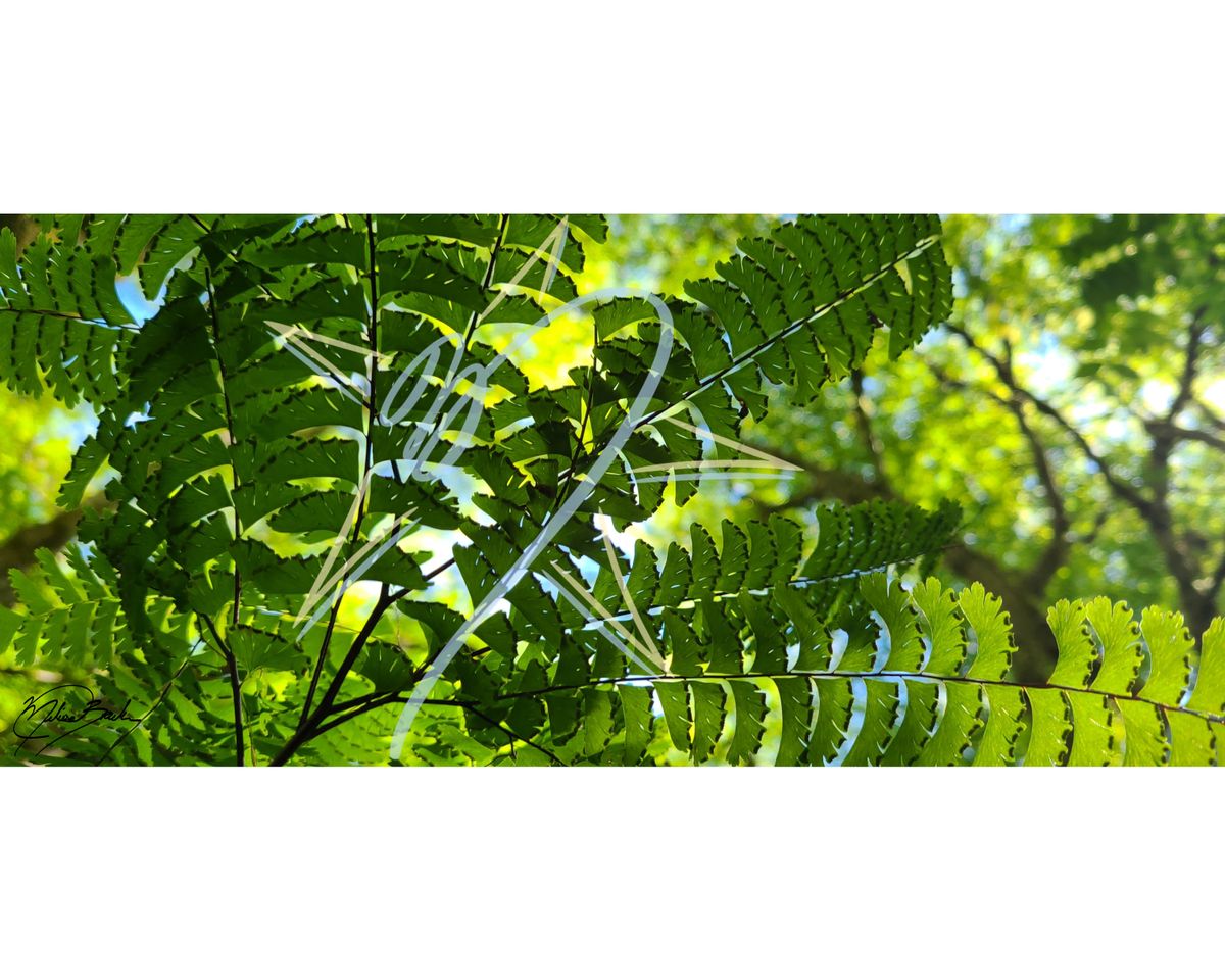 Western Maiden Hair Fern (Adiantum aleuticum), 2026