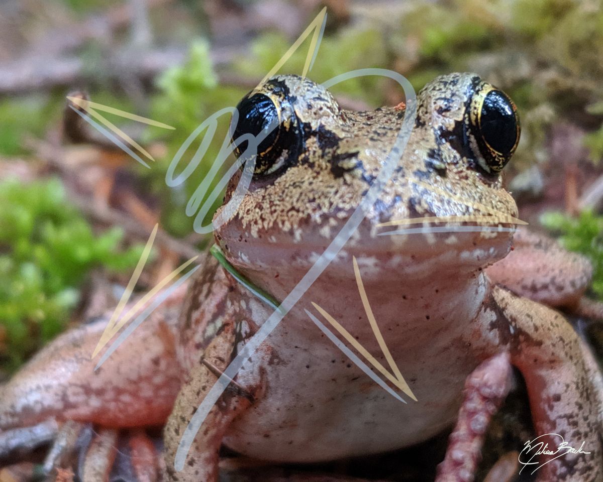 Northern Red-legged Frog (Rana aurora), 2026