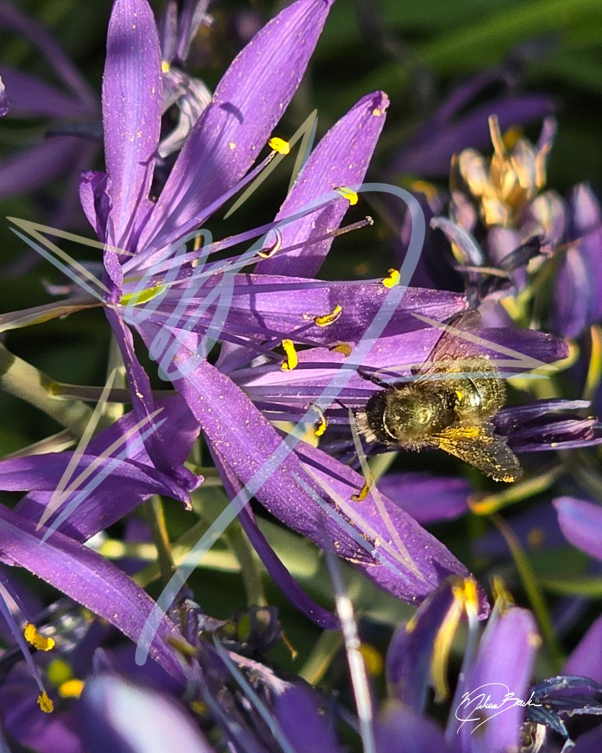 Blue Orchard Mason Bee (Osmia lignaria propinqua) on Camas (Camassia), 2026