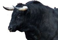 South Central Bunch "Gathering of The Bulls"