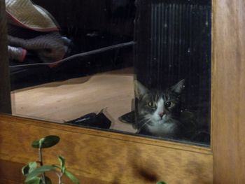 When the kitty is exiled for recording. Sorry, Gorgeous! Jan. 2025. Photo by Elliott Mazzola.
