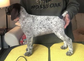 Black Boy Available to show/competition home
