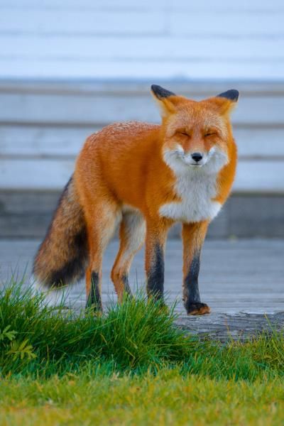 Squinty Fox