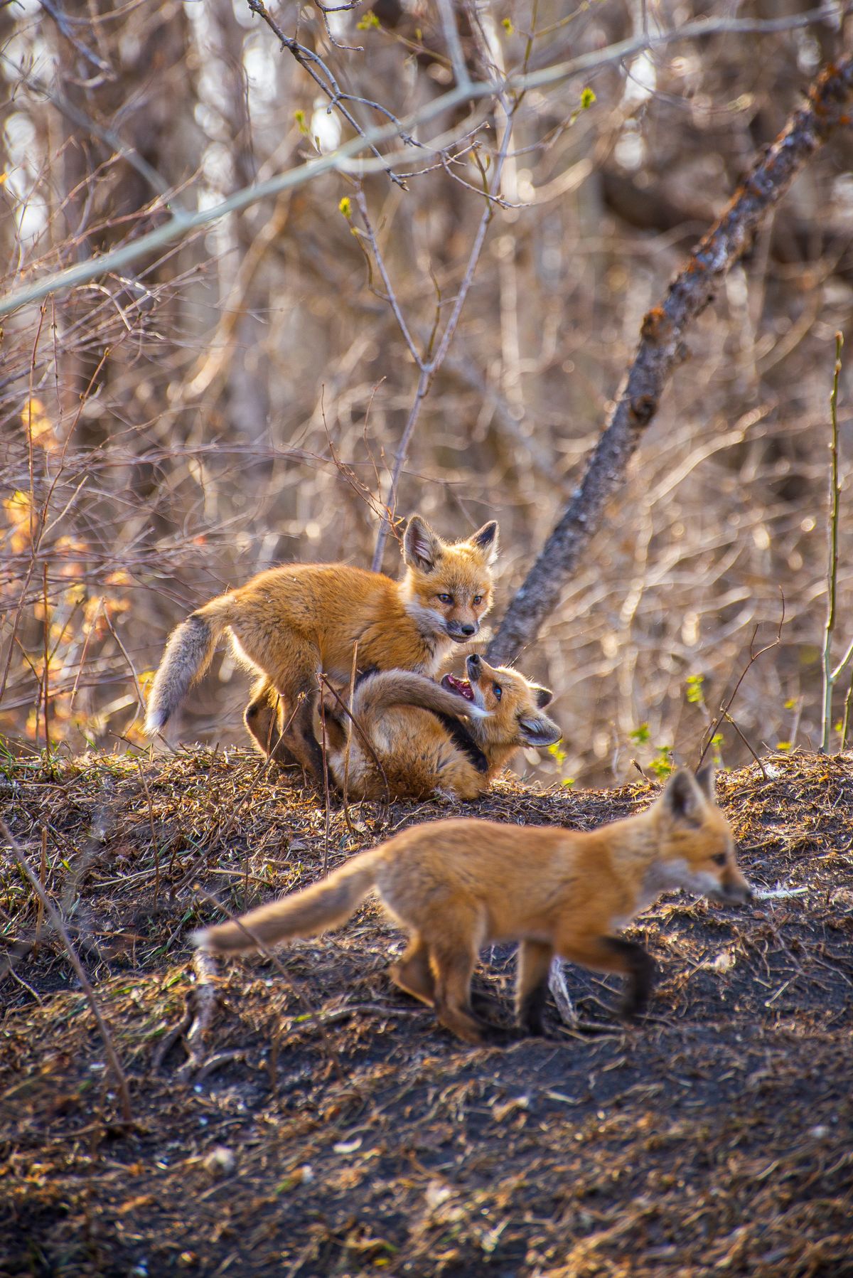 Harmony Foxes
