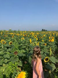 3 Dollar Suit @ Maple Lawn Farms Sunflower Festival