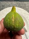 Strawberry Crunch Fig Cutting 12"