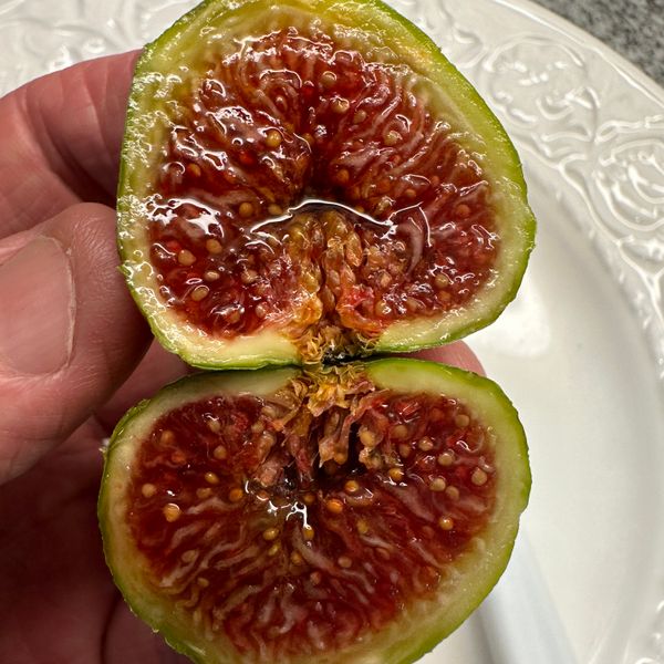Strawberry Crunch Fig Cutting 12"