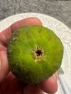 Strawberry Crunch Fig Cutting 12"