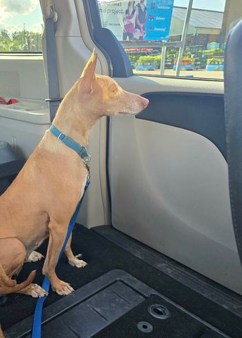 Luna loves people watching!
