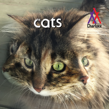 Philosophy Fridays: Cats
