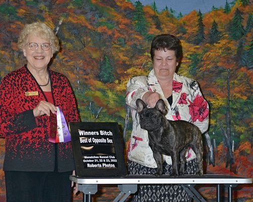 french bulldog, Idaho, Frenchie, Spokane, Washington, Boise, Idaho, Seattle, WA, Missoula, Mt