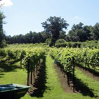 Karen Hudson w/ Curtis Becraft @ Clearview Vineyard
