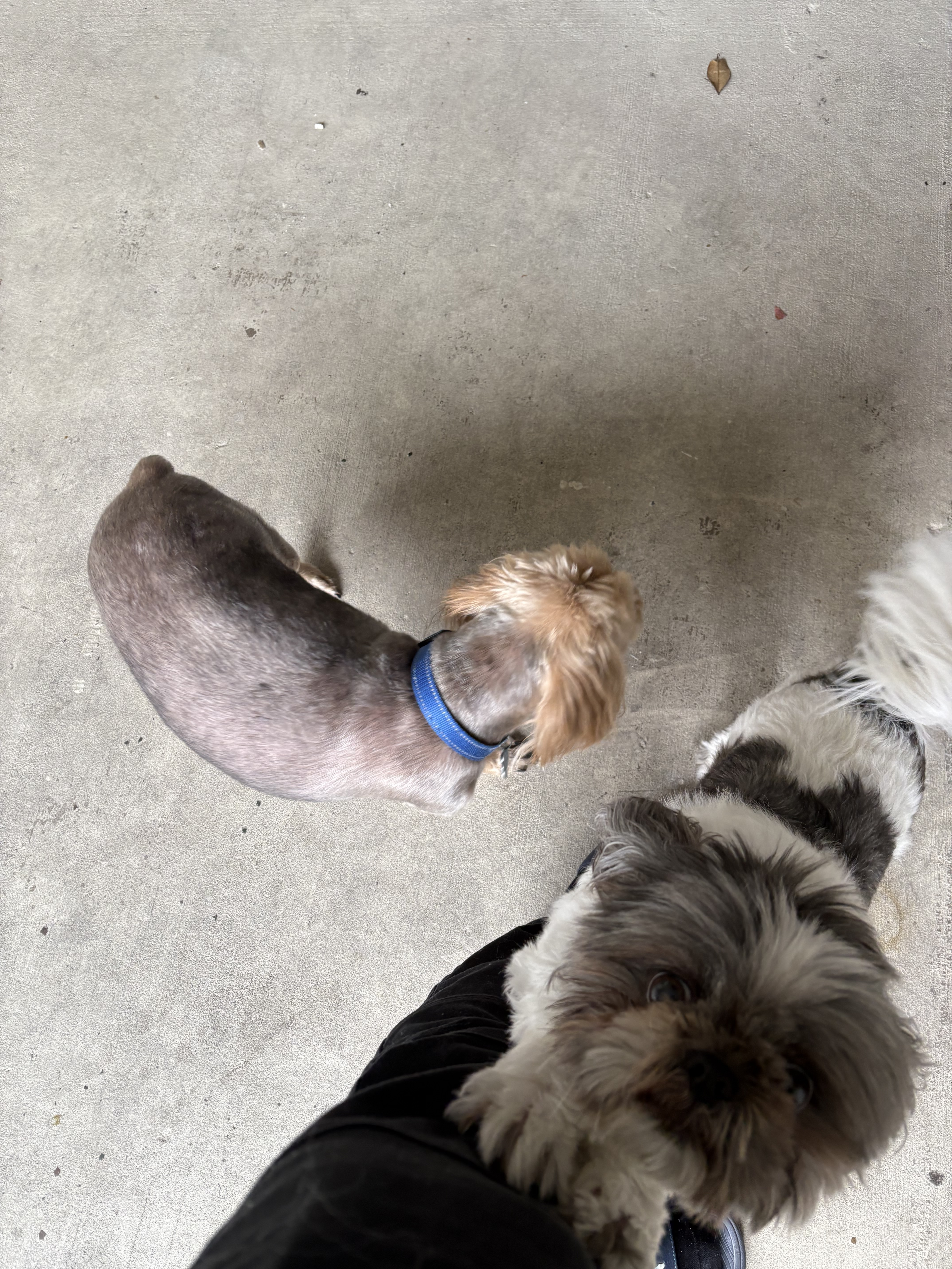 Dos perritos se acercan con curiosidad y alegría para saludar a Alcides Duverge