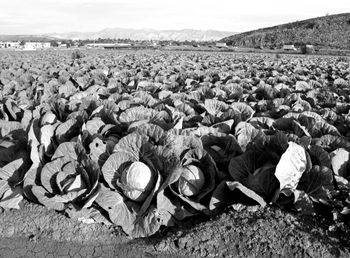 Cabbage field  in Camarillo, California

