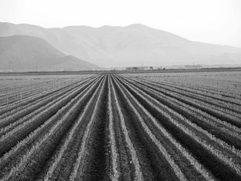 Agricultural field, Camarillo, California
