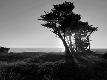 Windswept Trees - Overlooking the Pacific, Fort Bragg, CA
