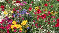 Flowers in the Park 
