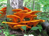 Guided Mushroom Walk 