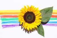 Paint Your Own Sunflower Tray 
