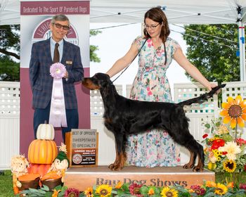 BOS in Puppy Sweeps MidAtlantic Regional-Sat26
Judge James Dickson
