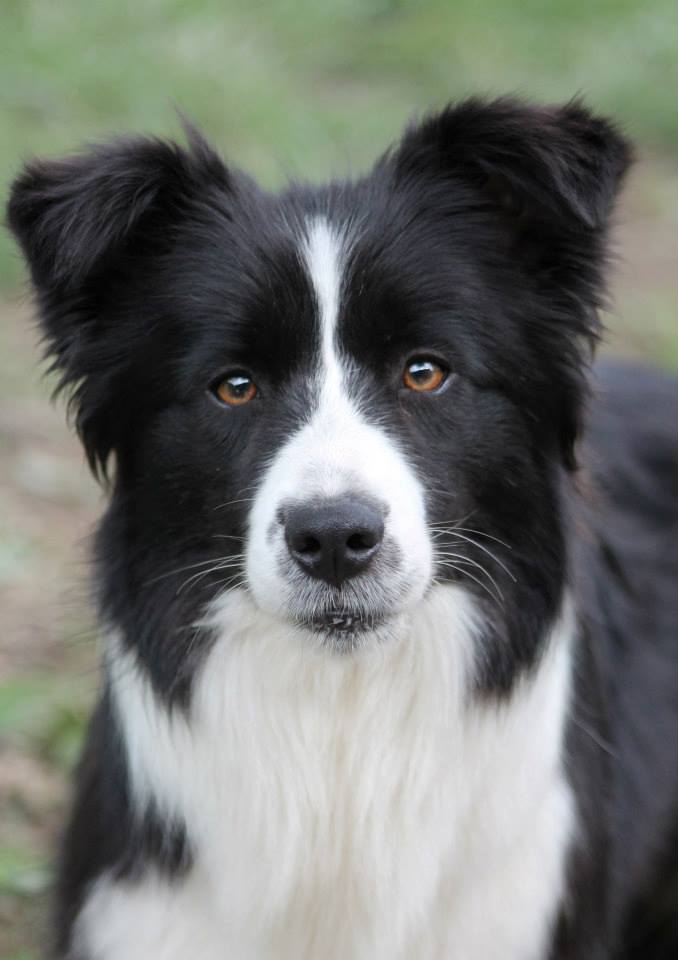 ammardankennels.com logo