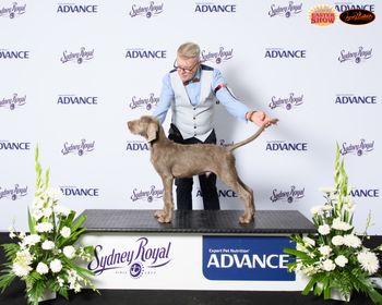 Sydney Royal Easter 2022- The first WSP to be shown
