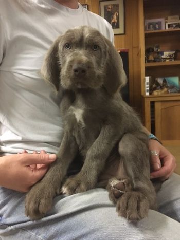 8.5 weeks of age
